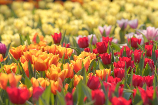 Tulip flower park 