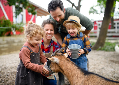 Petting Farm